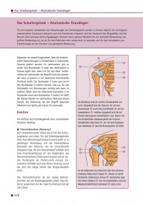 Das Schultergelenk – Anatomische Grundlagen